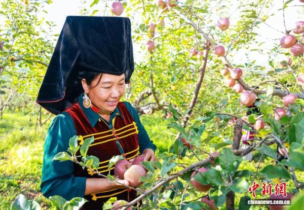 第一证券 云南宁蒗“糖心苹果”丰收 产品销全国各地